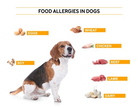 Dog Food Allergies Signs And Treatments Pet Drugs Online