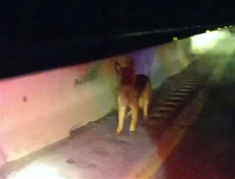 ‘a Real Life Lassie Story Loose Shepherd Dog Leads Police To Truck