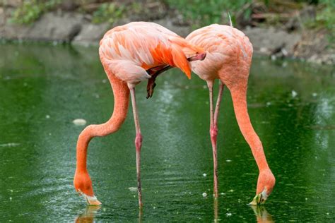 Why Do Flamingos Stand On One Leg Hhuk Uk News Newspaper
