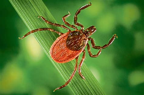 Graph Shows Scotland Is Uks Lyme Disease Hot Spot With Cases Three