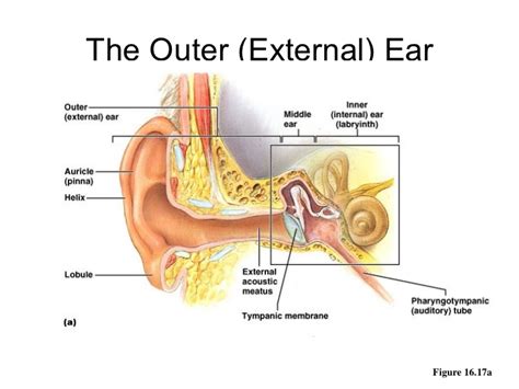 Denoc Hearingouter Ear And Diseases Related To It