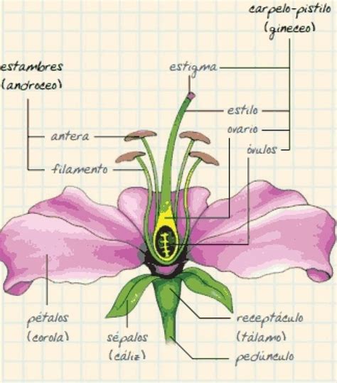 ¿conoces Todas Las Partes De Una Flor Partes De La Flor Partes De