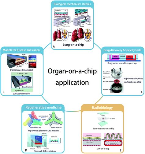 Organ On A Chip The Next Generation Platform For Risk Assessment Of