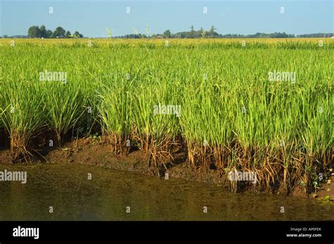 Agricultural Rice Crop On Farmland In Walnut Ridge On The Mississippi Alluvial Plain Region Of