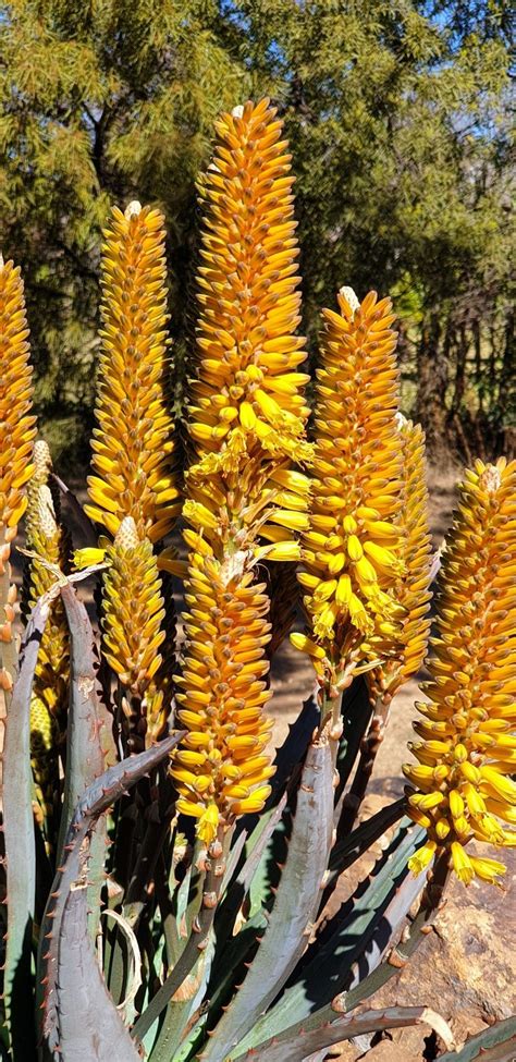 Aloe Hybrid In Flower Johans Hybrids Vaal Retreat July 2019 Cactus