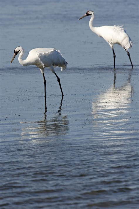 Water Ruling Favors Whooping Cranes