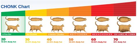 The Chonk Chart For Cats Is The Defining Tool Of A Cats Chonk Level