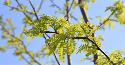 7 Trees Similar To Honey Locust Progardentips