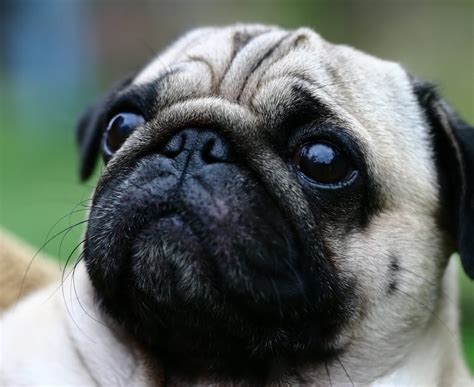 15 Pug Facts That Everyone Needs To Know