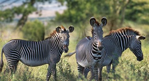 With this lesson plan, students will learn about the life of a zebra through an artistic activity. Where Do Zebras Live, Zebras Habitat