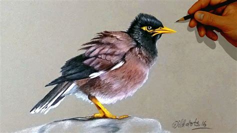 Easy Colored Pencil Drawings Of Birds ~ Drawing Tutorial Easy