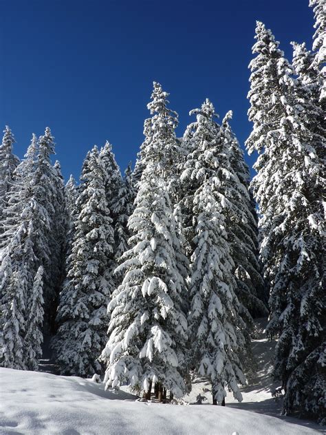 图片素材 景观 性质 科 厂 山脉 常绿 天气 冷杉 季节 针叶树 树木 云杉 冬天的梦想 寒冷 冬季魔法