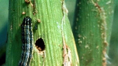Fall Armyworm Poses Risk Across Several Grain Crops The Weekly Times