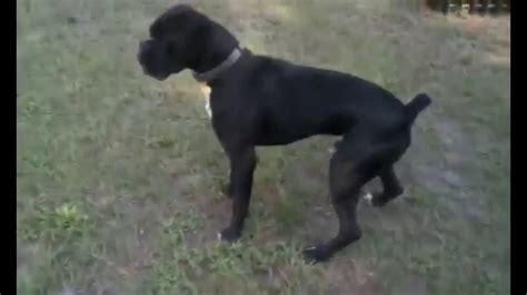 Kits available for 1 to 5 dogs. Big Dog pees on electric fence - YouTube