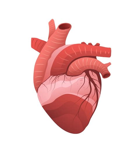 Ilustración Detallada Del Modelo De Anatomía Del Corazón órgano Muscular Interno Humano Aislado