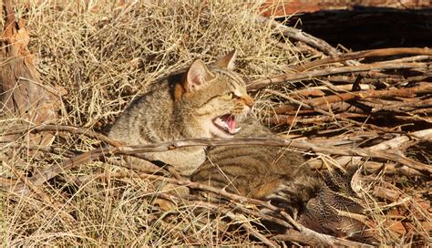 The Impact Of Feral Cats On Australian Biodiversity Ecological