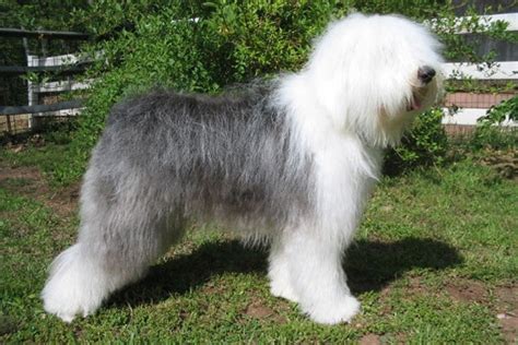 Olde English Sheepdog Puppies for Sale from Reputable Dog ...