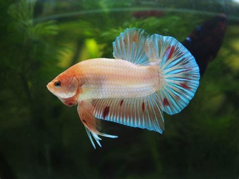 21 Betta Fish Losing Color NicolaasReene