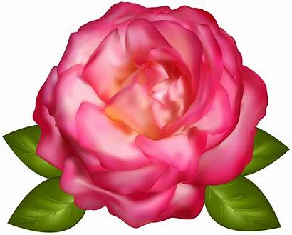 Transparent Rose Clipart Roses Yopriceville Previous