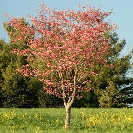 Though specific directions will depend on the flowering trees you purchase, knowing your growing zone is an important first step. Cherokee Brave Dogwood | Fast growing trees, Dogwood trees ...