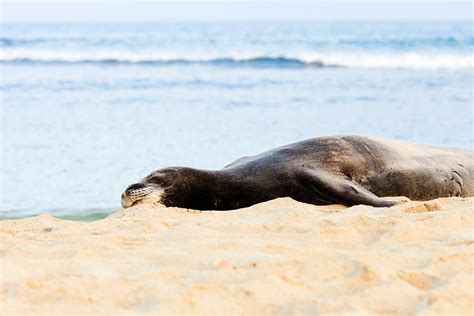 Hawaiian Monk Seal Archives Paul Riccardi Photography And Art