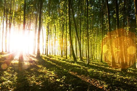 Morning Light Of The Sun Makes Its Way Through The Forest Stock Photo