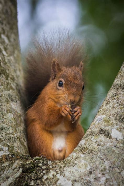 Cheeky Red Squirrel Forgets To Bury Nuts And Goes Full Frontal In