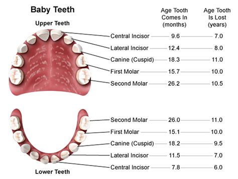 12 Free Download Best Printable Teeth Chart For Your Baby Mous Syusa