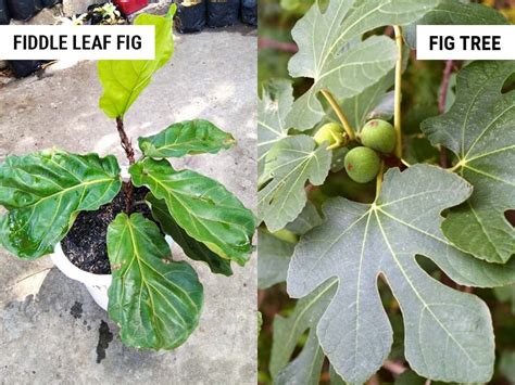 Fiddle Leaf Fig Vs Fig Tree Whats The Difference World Of Garden