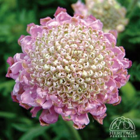Plant Profile For Scabiosa ‘pink Mist Dwarf Pincushion Flower Perennial
