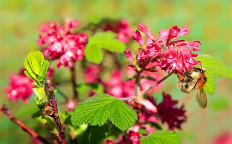 Your starting garden planet is guaranteed to always have 4 species of bees: The 10 best early spring flowers for pollinating insects