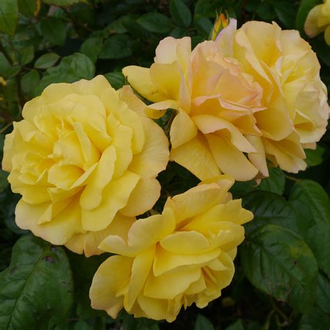 Golden Showers Climbing Rose Leafwise
