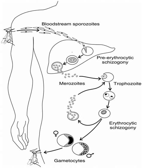 Simplified View Of The Life Cycle Of Plasmodium Falciparum In Human