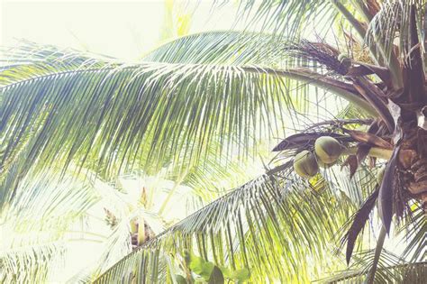 Retro Toned Coconuts In A Palm Tree Stock Photo Image Of Tranquil