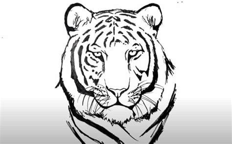 How To Draw A Tiger Head Step By Step