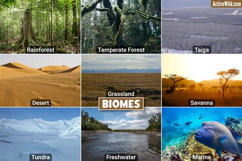 Biomes What Is A Biome Different Types Of Biomes