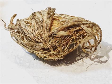 It has both male and female flowers. Pin on seeds, pods, capsules