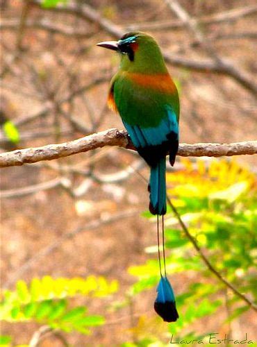 Torogoz National Bird Of El Salvador Animals Pinterest El