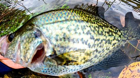 How To Catch Crappie With Minnows And Jig Youtube