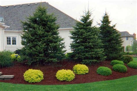 Download 15,000+ royalty free landscaping bushes vector images. Evergreen Conifers Wholesale - Grower Direct Prices Online
