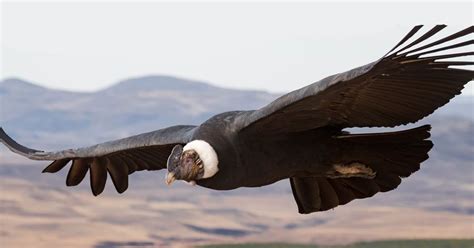 A Study Suggests Andean Condor Birds Fly Around Km Without Flapping