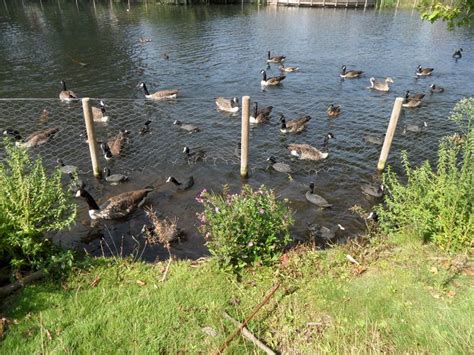 We hope this article on how to get rid of geese has. Croydon Ducks - Waddon Ponds - 2013