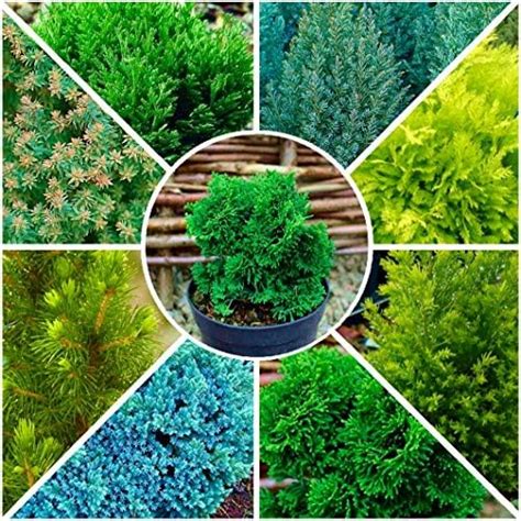 4x 9cm Pots Dwarf Conifer Conical Collection Blue Gold Green Mixed
