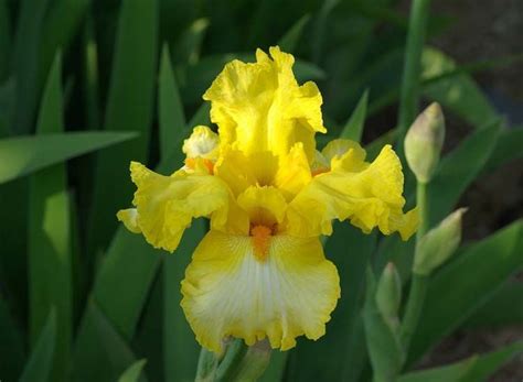 Flor De Iris En Tu Jardín Características Y Cultivo Agromática