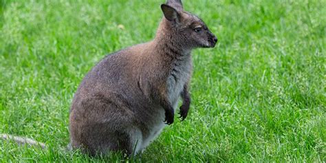 They do not appear to be territorial. All About Wallaby as Pets, Species and kangaroo Family