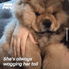 Shes Always Wagging Her Tail Mishka GIF Shes Always Wagging Her Tail Mishka Chow Chow