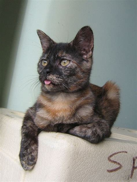 17 Best Images About Tortoiseshell Cats On Pinterest