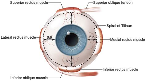 Anatomy Of The Extraocular Muscles Ento Key