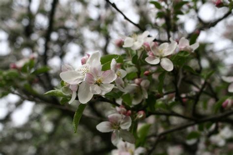 Apple Tree Spring Bloom Flowering Trees Free Nature Pictures By