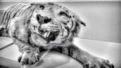 Chilling Black And White Of The Tiger Panthera Tigris By Tommy